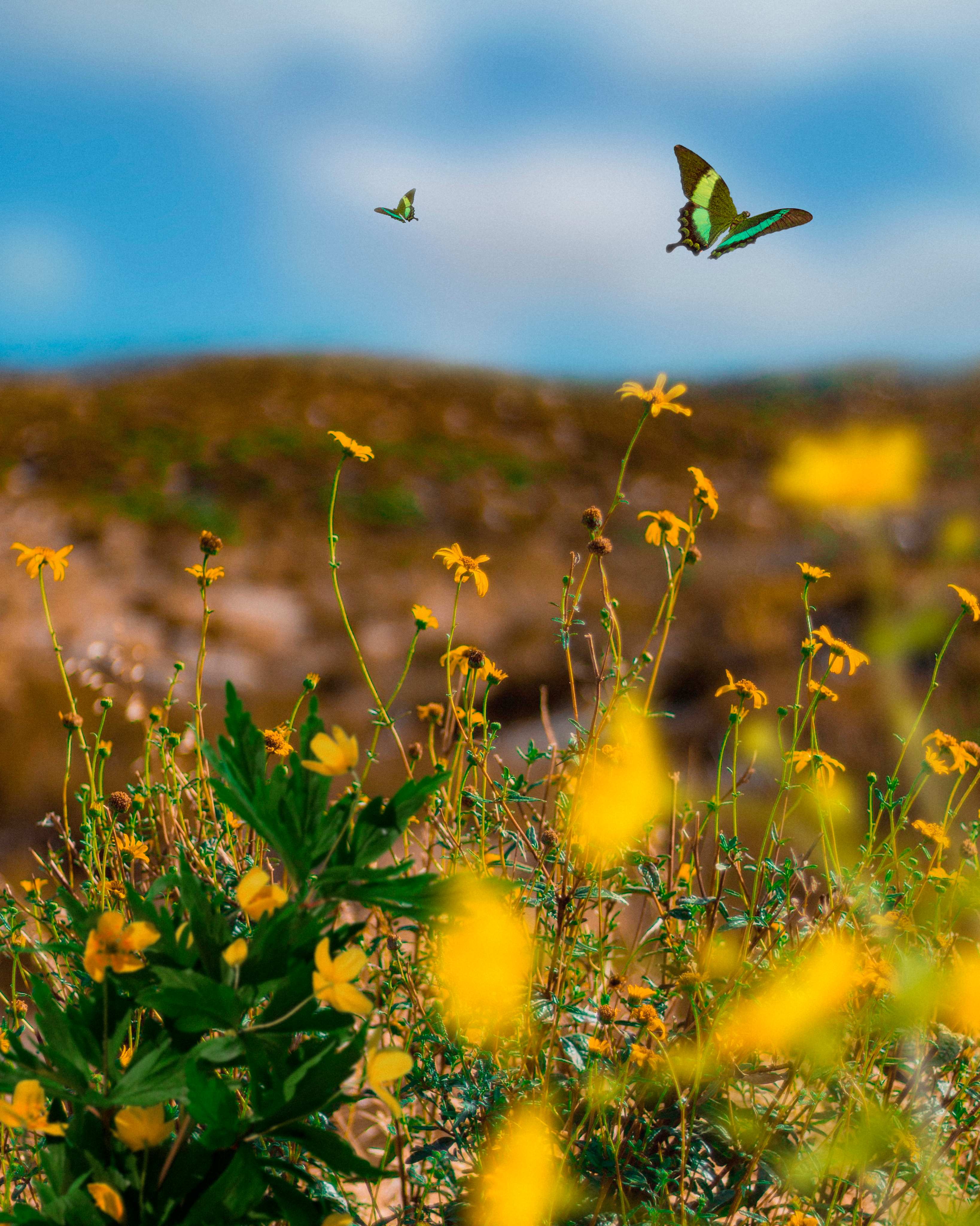 Spring Scene with Flowers and Butterflies